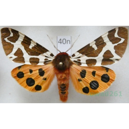 Arctia caja (Linnaeus, 1758) male Niedźwiedziówka kaja Poland40n